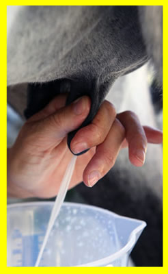 traire le lait d anesse